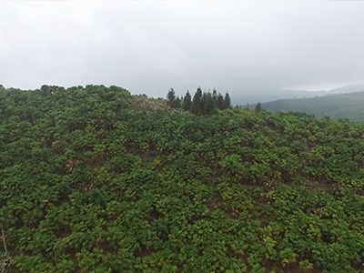 紅河縣萬(wàn)畝山棕林